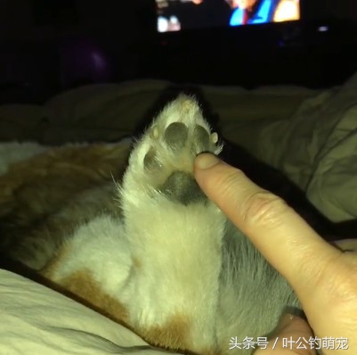 猫咪疼痛能睡着不,猫咪老是撅屁股来回蹭是怎么回事