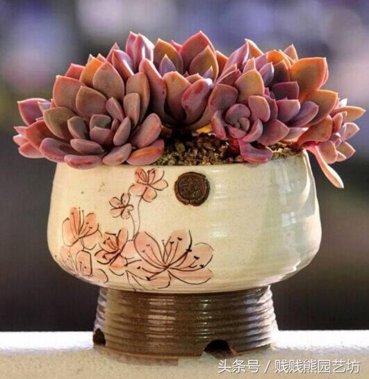 多肉要买生根粉吗,多肉需要买专用土吗