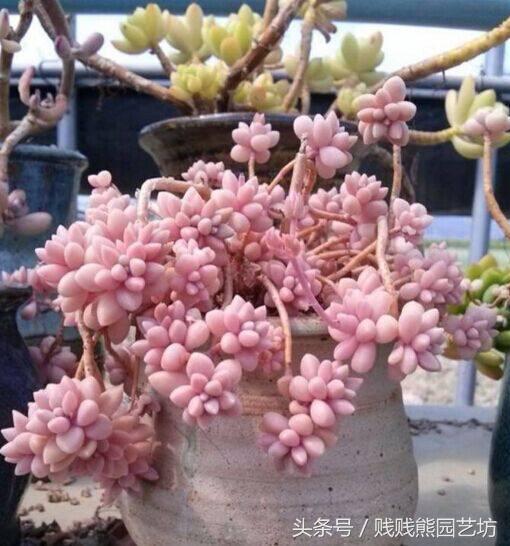 多肉要买生根粉吗,多肉需要买专用土吗