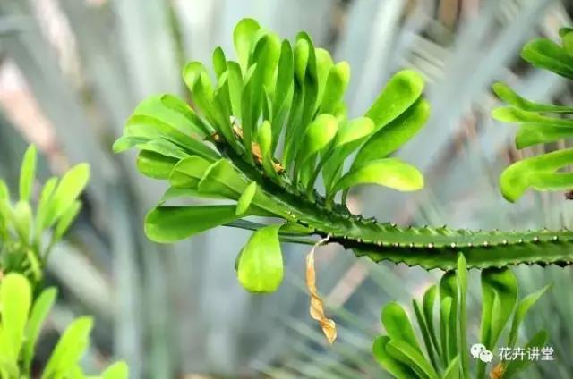 相似的花儿又来了，今天我们来认识它们