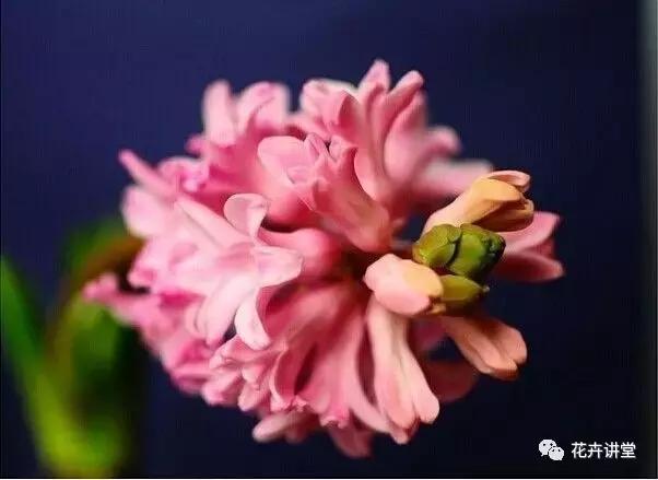 相似的花儿又来了，今天我们来认识它们