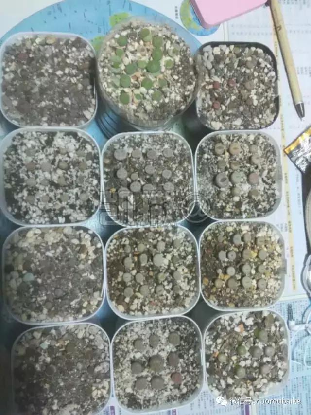 花能解语还多事的读音,一年生石花养护