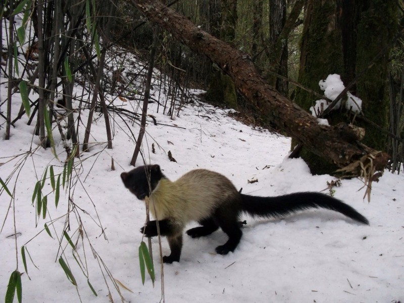 森林之眼好玩吗,森林之眼在景区哪个位置