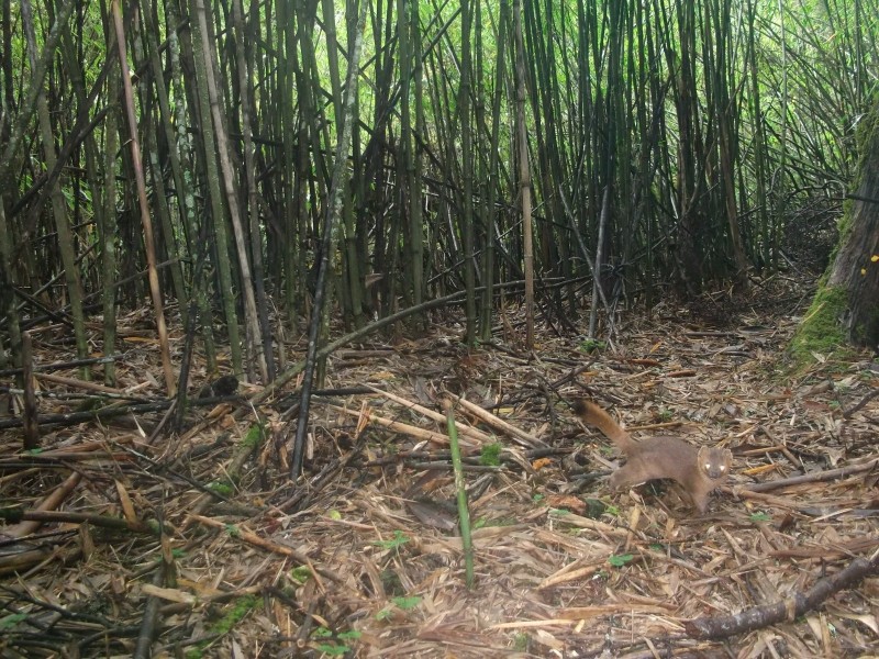 森林之眼好玩吗,森林之眼在景区哪个位置