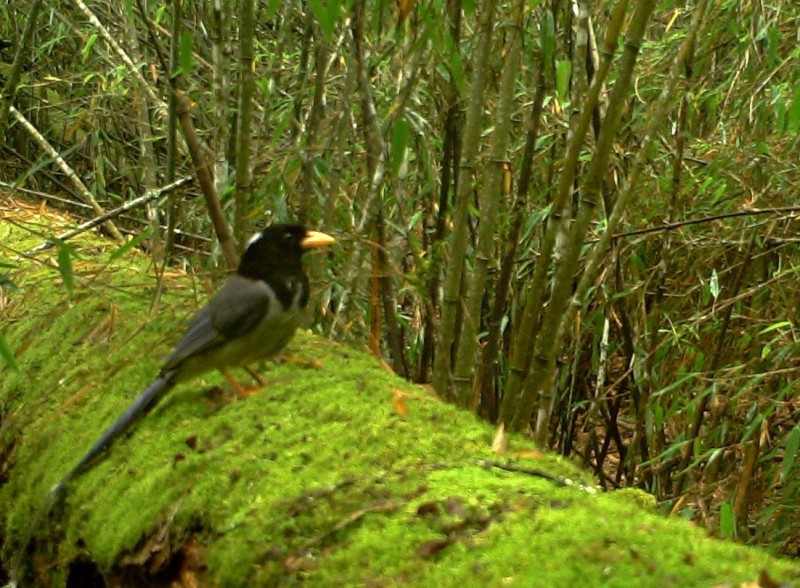 森林之眼好玩吗,森林之眼在景区哪个位置