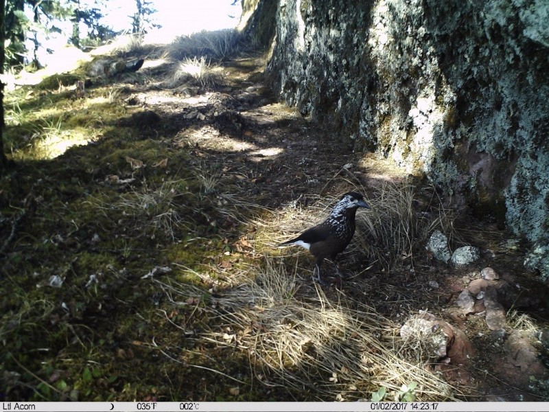 森林之眼好玩吗,森林之眼在景区哪个位置