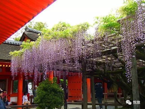 紫藤的四月美景,日本著名紫藤景点