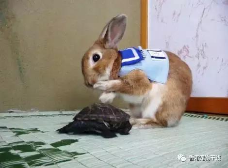 兔子养了几天不想养了,自从养了兔子就开始天天不顺