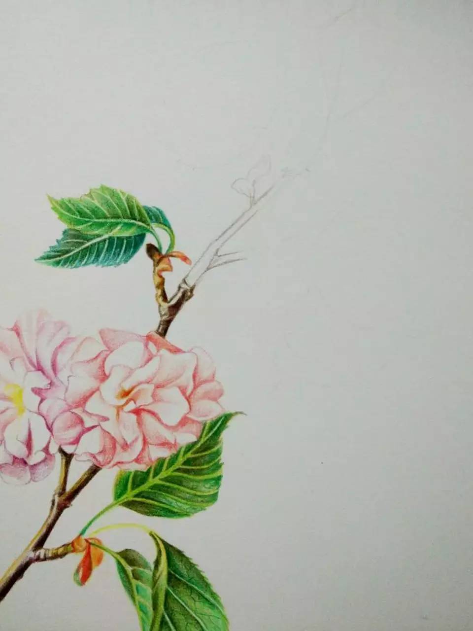 浪漫樱花分解版教程,绘画小教程动漫