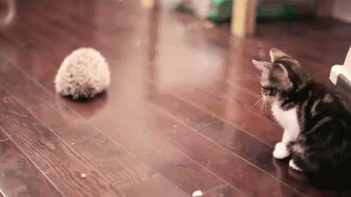 桃花岛稀有宝箱,桃花岛特色物品