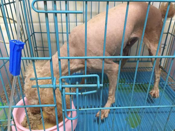 捡到的残疾泰迪狗,捡到被遗弃的泰迪