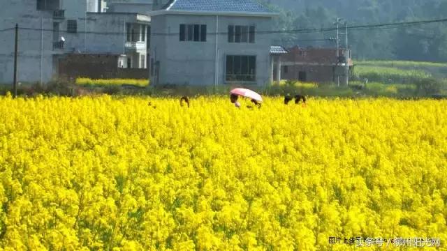 柳州美景樱花谷,柳州的花海美景