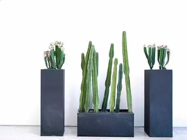 十大室内最好养活的绿植排行榜,绿植大全1000种