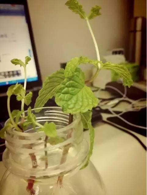 十大室内最好养活的绿植排行榜,绿植大全1000种