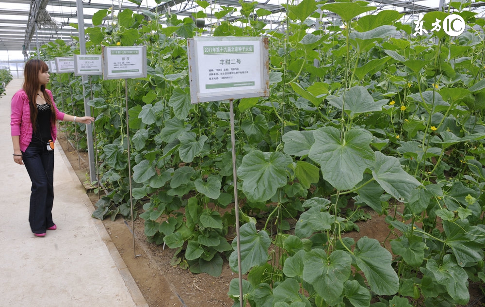 农村土地流转后还有粮补吗,土地流转以后大龄农民靠什么生活