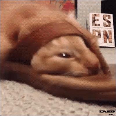 合格的猫咪铲屎官推荐,喵星人铲屎官必备