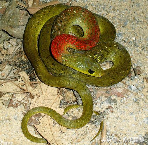 常见的毒蛇排名前十的蛇,中国常见的二十种毒蛇图片
