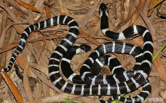 常见的毒蛇排名前十的蛇,中国常见的二十种毒蛇图片
