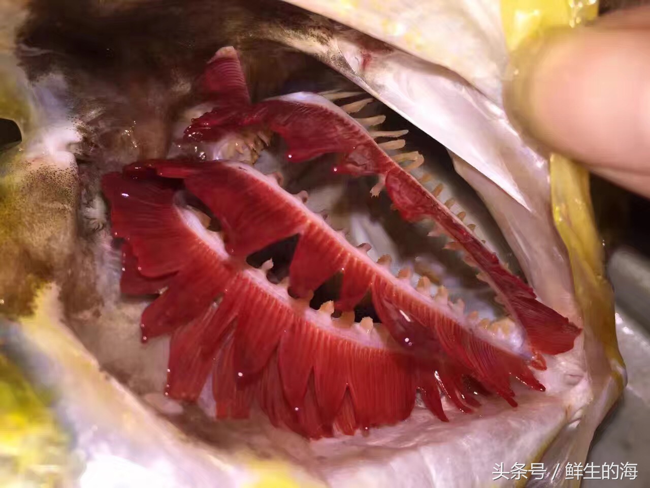 中国最贵的十种野生鱼,真正的野生金龙鱼一条多少钱