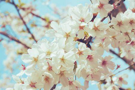 樱花季化妆品,日本关于樱花的产品