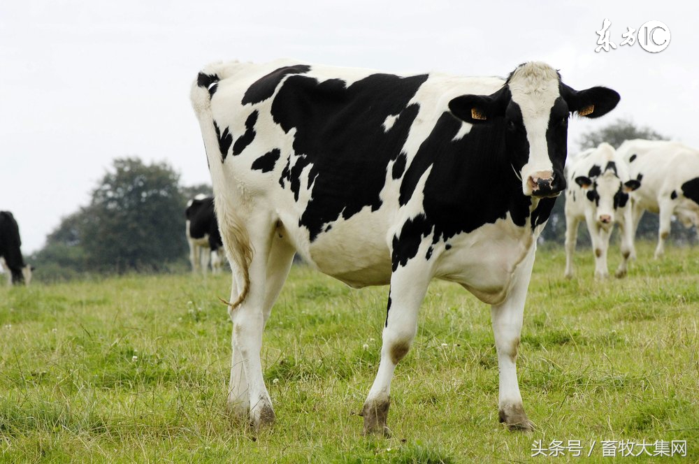 养牛专业合作社手续好办理吗,养牛合作社是什么意思