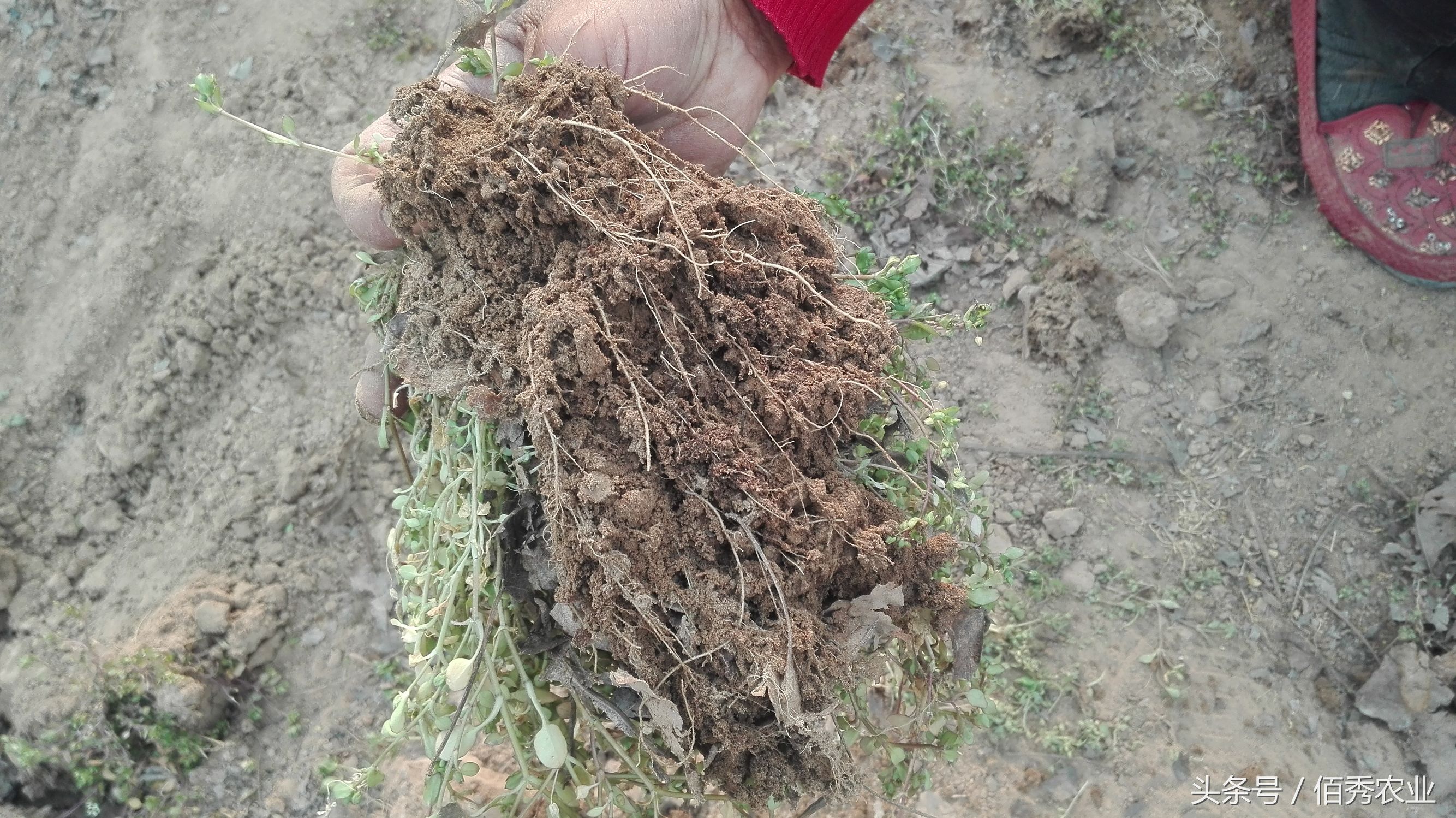 农村的什么杂草治疗痔疮有效果的,农村泛滥成灾的痔疮草