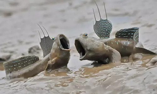 多种海鲜好吃美味来了解一下,海鲜美食大汇总