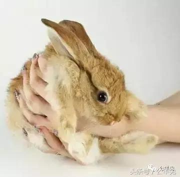 养兔技术及方法,养兔技术与兔疾病防治顺序流程