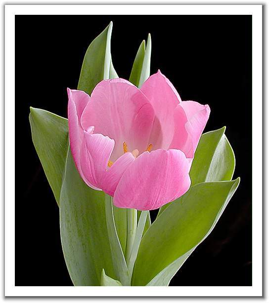 带你认识这些花,这些花长得极丑镇宅又养人