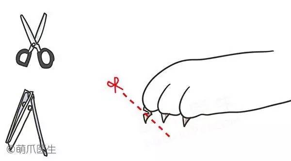 狗狗的爪子怎么训练,新狗狗如何在家检查