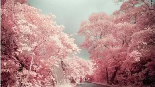 暂停全国旅行社团队游,暂停旅行社跨省团队游