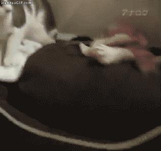 猫咪是高冷的还是粘人的,猫咪是高冷萌化吗