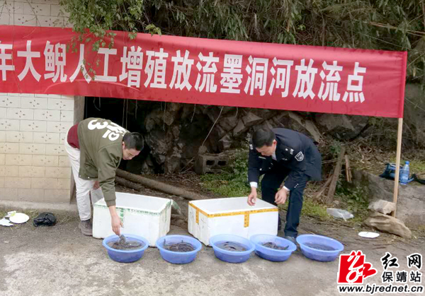 保靖县增殖放流400余尾人工繁育娃娃鱼