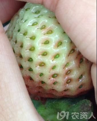 果实膨大的原因,国家为什么不禁止果实膨大剂