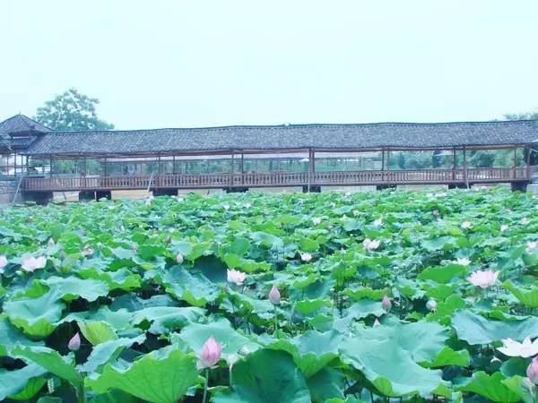 柳州周边好玩的农庄推荐,柳州周边农庄
