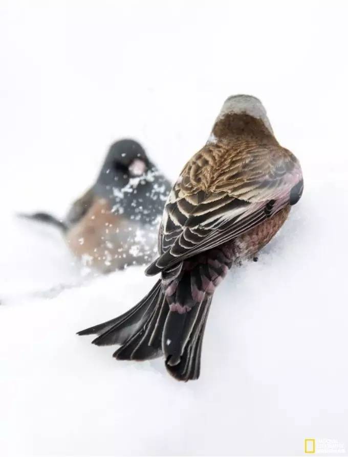 国家地理摄影图片冬天,中国国家地理景观冬季