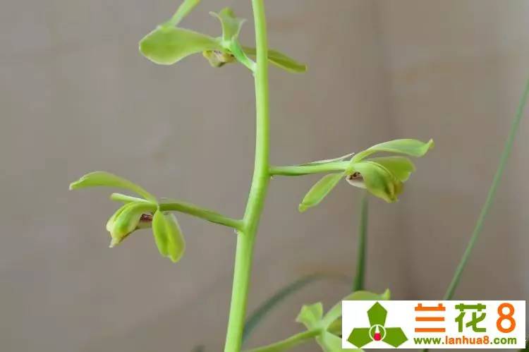 兰花软腐病的救治方法,兰花软腐病土还能用吗