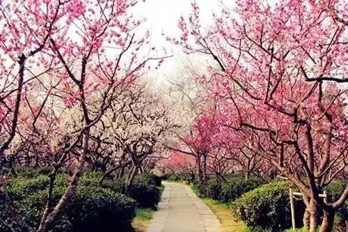 春暖花开踏青正当时完整版,春暖花开踏青季攻略