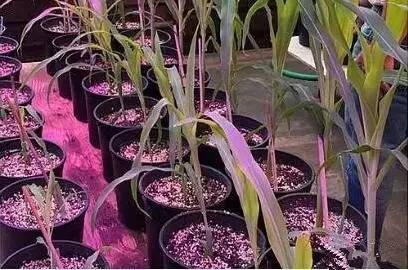 led新闻资讯,led行业龙头最新信息