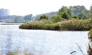 深圳国际湿地城市,深圳城市湿地
