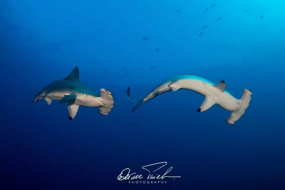 自由摄影师怎么挣钱,摄影师这行真的不挣钱吗