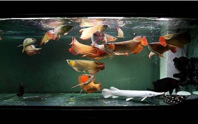 龙鱼的颜色怎么区分,蓝底龙鱼怎么辨别