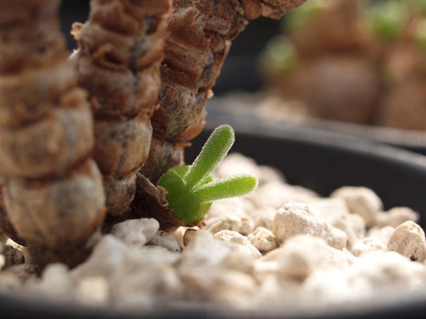 卡哇伊多肉,卡哇伊多肉状态图
