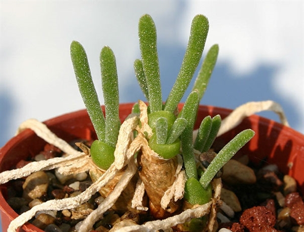 卡哇伊多肉,卡哇伊多肉状态图