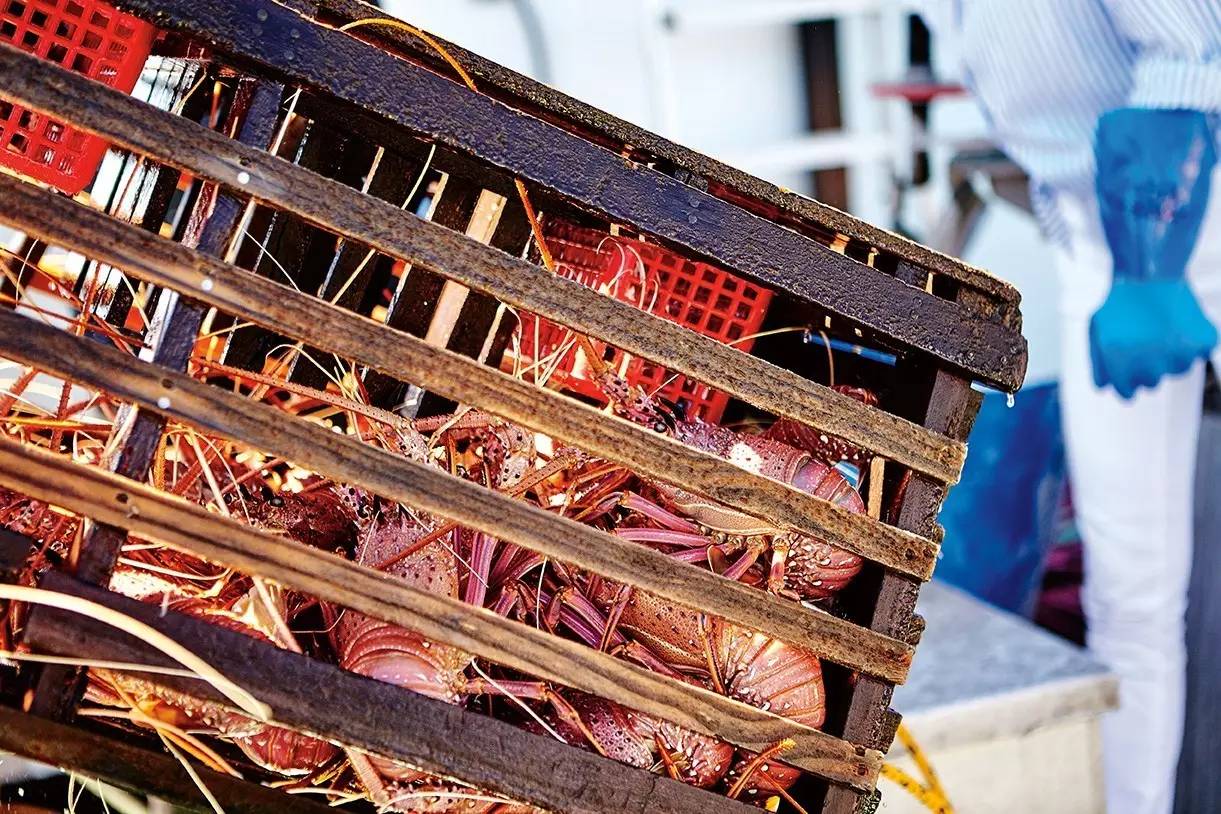 澳洲龙虾怎样捕,澳洲淡水龙虾抓虾方法