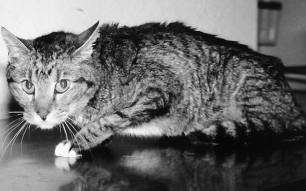 喵的,我都这么痛了!你还看不出来么?!