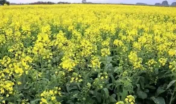 柳州周边好玩的农庄推荐,柳州周边农庄