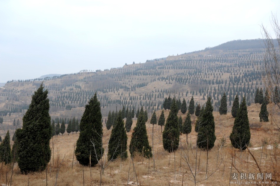 麦积区成纪新城峡口片区规划,甘肃省天水市麦积区城市规划图