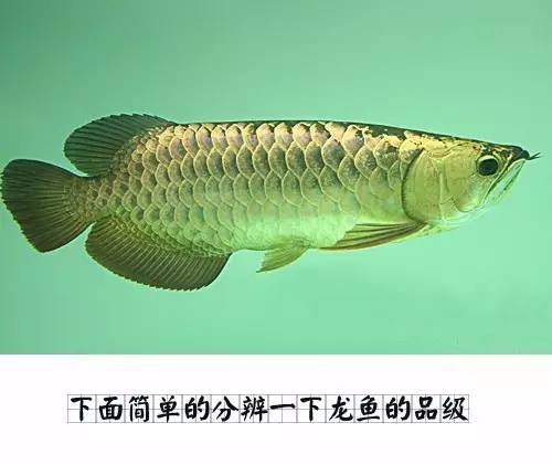 龙鱼的颜色怎么区分,蓝底龙鱼怎么辨别