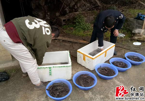 保靖县增殖放流400余尾人工繁育娃娃鱼